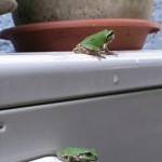 アマガエル 写真 20140711