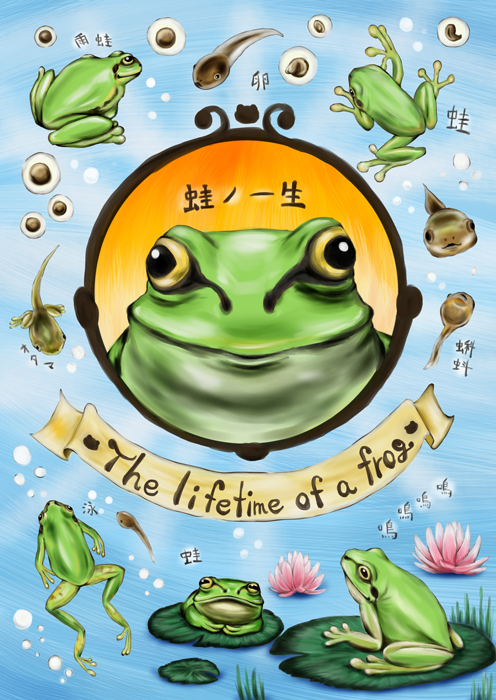 蛙の一生